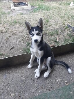 Sibiřský husky - 10