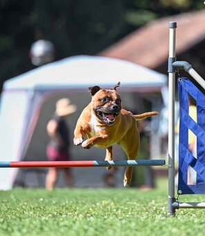 Stafordšírský bulteriér s PP - 10