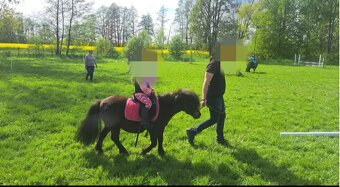 Pony na prodej - 10