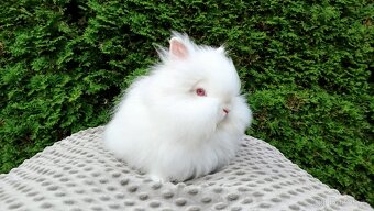 Zakrslý králík, králíček -(TEDDY)-ONDŘEJ - 10