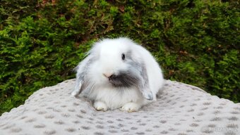 Zakrslý beránek, králíček, králík - MINDY - 10