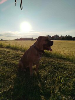 Cane Corso - 10
