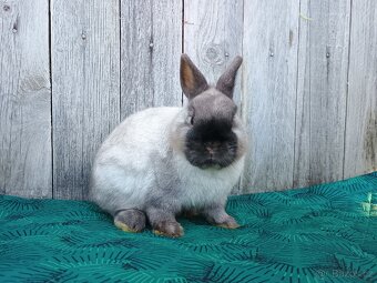 Zakrslý siam samečci s PP - 10