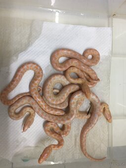 Epicrates cenchria cenchria a maurus,python regius - 10