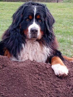 Krytí- Bernsky salašnický pes - 10