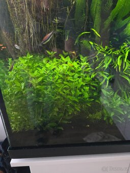 Prodám akvarijní rostliny rotala hra, javsky mech, Cryptocor - 10