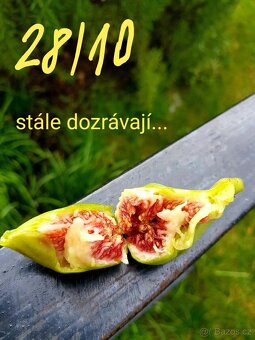 Fíkovník, Ficus Carica, Smokvoň, Brown Turkey, keře, stromky - 10