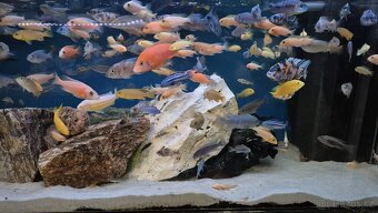 Krmení pro ryby Tlamovci Malawi - 10