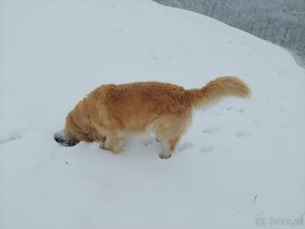 Nabízím psa ke krytí. - 10