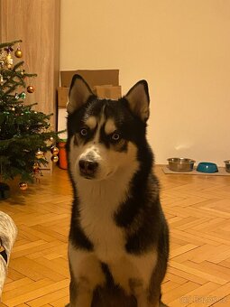Sibiřský Husky - 10