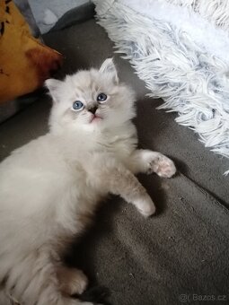 Ragdoll koťátka bez PP - 10