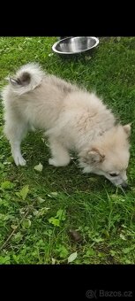 Krásné štěně trpasličí špic( mini pomeranian) - 10