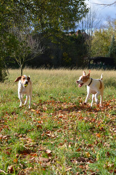 Pejsek a fenka_pointer_štěňátka_CHS z Mešinské hájovny - 10