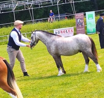 Welsh mountain Pony - 10