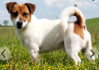 JACK RUSSELL - K REZERVACI - 10