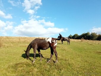 Appaloosa klisna - 10