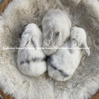 Minilop zakrslý králík doprava po celé ČR - 10