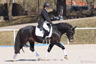 Připouštění plemenným hřebcem Welsh cob D - 10