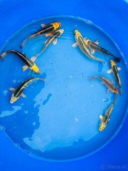 Koi kapr,karas, amur - 10