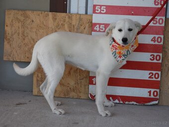 Caskaya hledá domov - 10