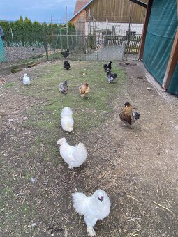 Prodej kohoutků (sebritka a hedvábnička) - 10