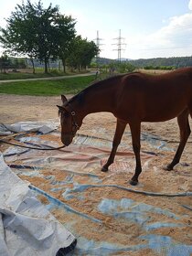 Klisna 2,5 let prodej PP arab - 10