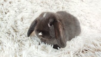 Zakrslý beránek, králíček, králík - DAN - 10