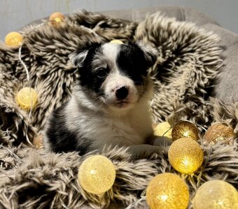 Border Kolie s PP - 10