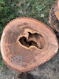 Dubové koláče - 10