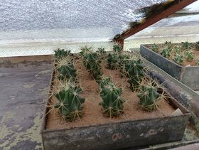 Sukulenty, kaktusy - 10