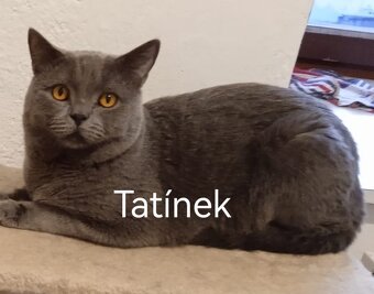 Britská modrá koťátka - 10