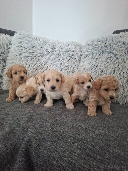 Maltipoo - 10