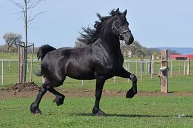 Fríský kůň - hřebec k připouštění fríských i jiných klisen - 10