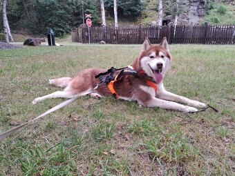 Sibiřský husky - 10