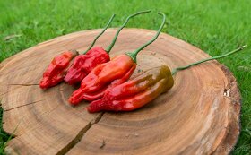 Chilli semena - Semínka chilli papričky • CERTIFIKOVANÁ • - 10