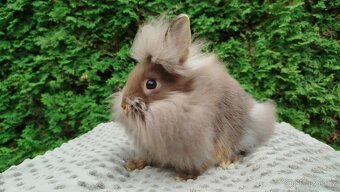 Zakrslýnkrálíček, králík -(lvíček)-NATANIEL - 10