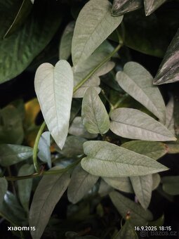 Řízky rostlin - 10