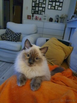 Ragdoll krytí - 10