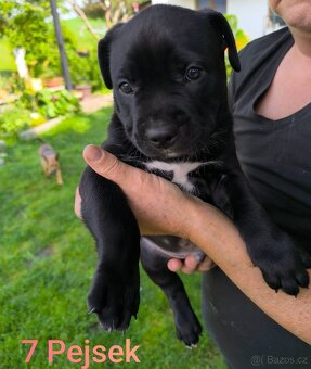 Štěňátka stafordšírskýho teriéra (amstaff) - 10