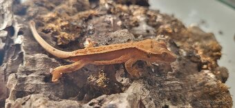 Pagekon řasnatý mláďata Correlophus ciliatus - 10
