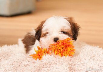 nejmilejší Shih-Tzu štěňátka - 10