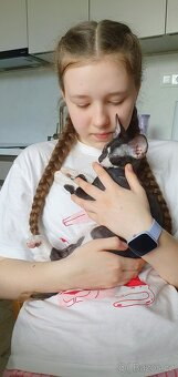 Maciatka cornish rex s PP - 10