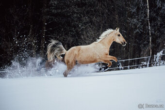 Klisna Rosa Kinská – krásná palomino - 10