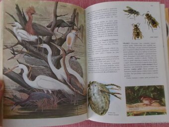 Od agamy po žraloka: Velký ilustrovaný slovník... - 10