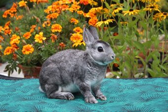 Zakrslý králík rex činčilový oceněná mláďata - 10