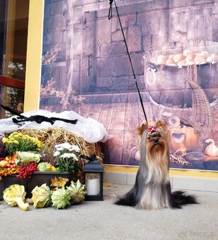 Dobby hledá lásku na celý život (jork, york, PP FCI) - 10