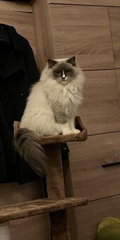 RAGDOLL KOŤÁTKA BEZ PP - 10