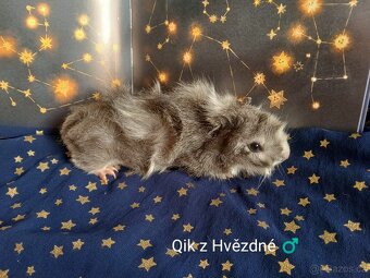 Morčátka CHS Z Hvězdné Liberec - 10