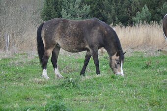 Welsh Moutain Pony kobylka s atraktivním zbarvením - 10