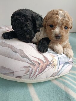 bischpoo ,,, toy pudl - 10